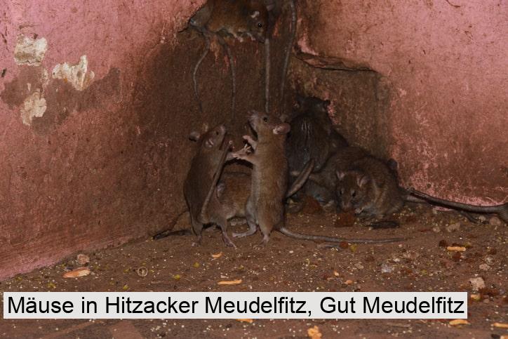 Mäuse in Hitzacker Meudelfitz, Gut Meudelfitz